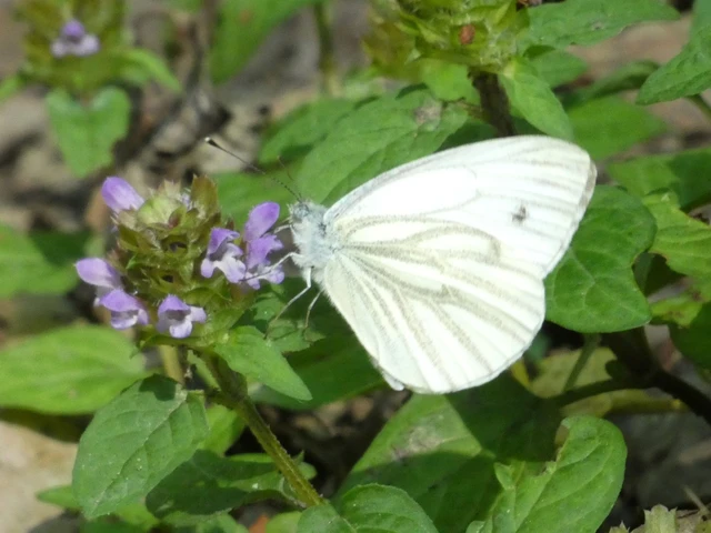 Pieris napi - repcelepke