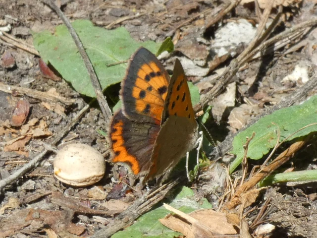 Lycaena phlaeas - közönséges tűzlepke Lycaena phlaeas - közönséges tűzlepke