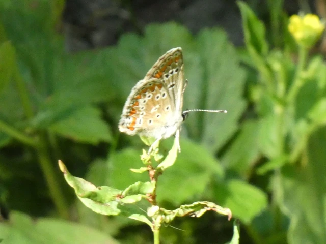 Aricia agestis - szerecsenboglárka