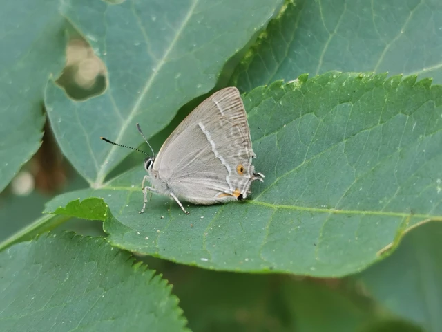 Neozephyrus quercus - tölgyfalepke