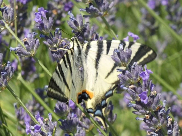 Iphiclides podalirius - kardoslepke
