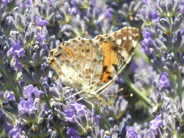 Vanessa cardui - bogáncslepke