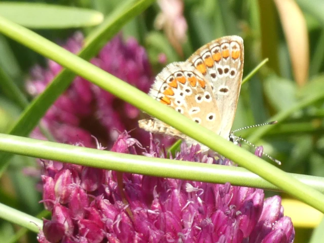 Aricia agestis - szerecsenboglárka