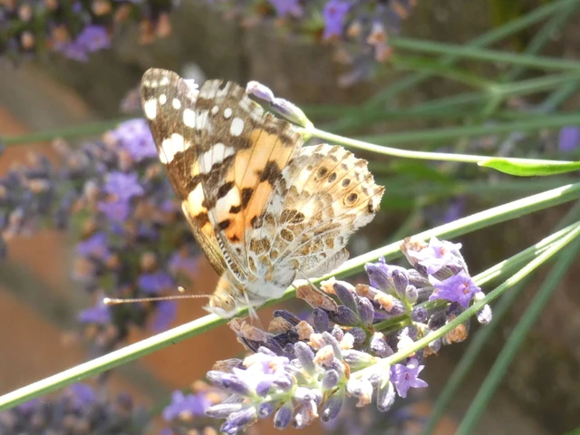 Vanessa cardui - bogáncslepke