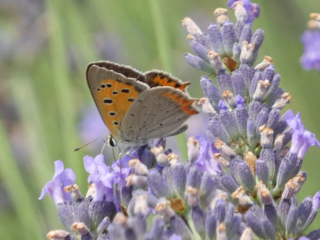Lycaena phlaeas - közönséges tűzlepke Lycaena phlaeas - közönséges tűzlepke