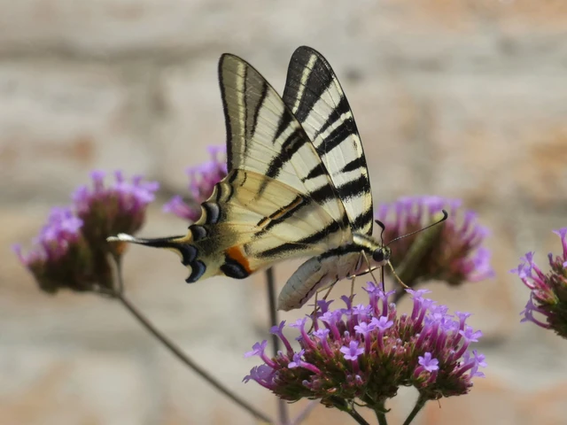 Iphiclides podalirius - kardoslepke