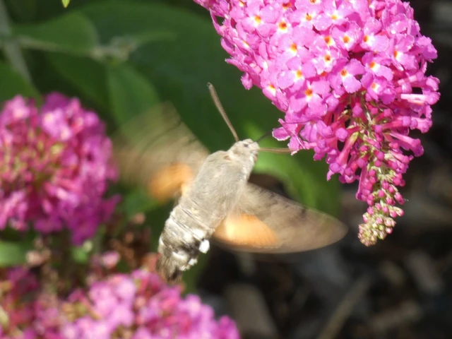 Macroglossum stellatarum - kacsafarkú szender