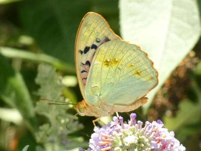 Argynnis pandora - zöldes gyöngyházlepke