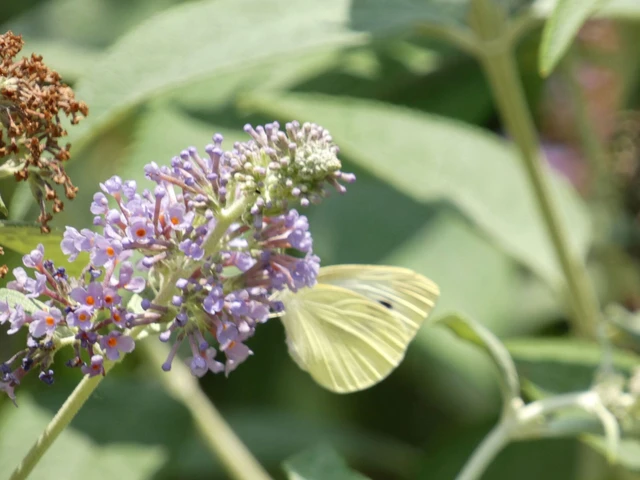 Pieris rapae - répalepke