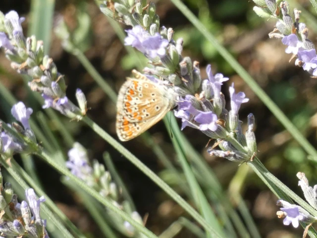 Aricia agestis - szerecsenboglárka