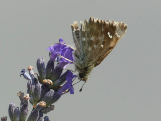 Carcharodus alceae - mályva-busalepke