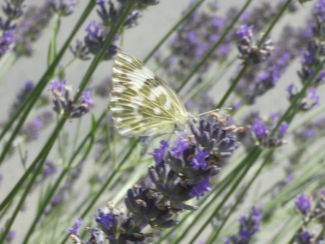 Pontia edusa - rezedalepke
