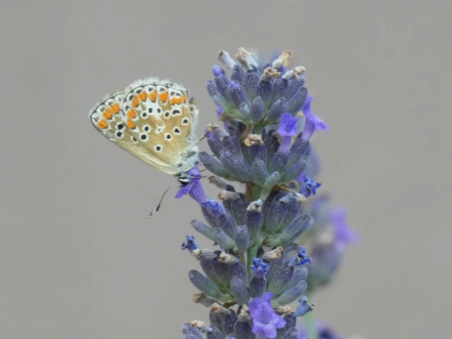 Aricia agestis - szerecsenboglárka