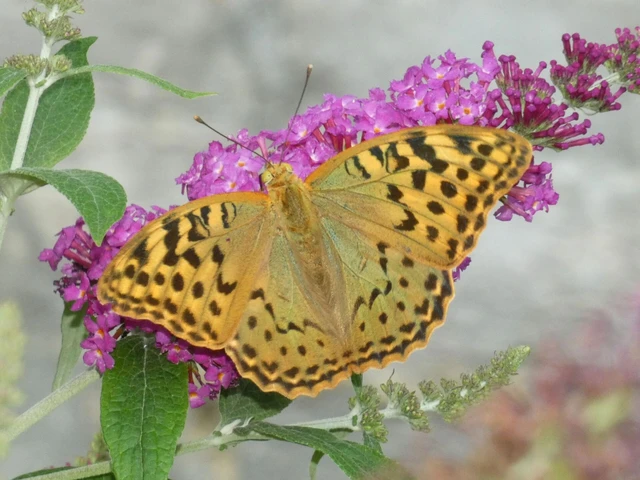 Argynnis pandora - zöldes gyöngyházlepke