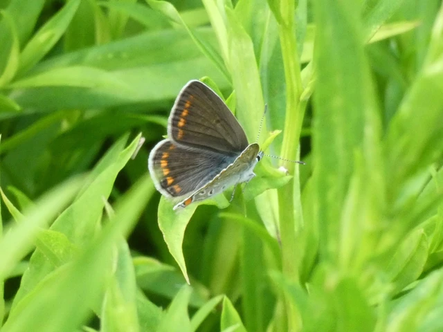 Polyommatus icarus - közönséges boglárka