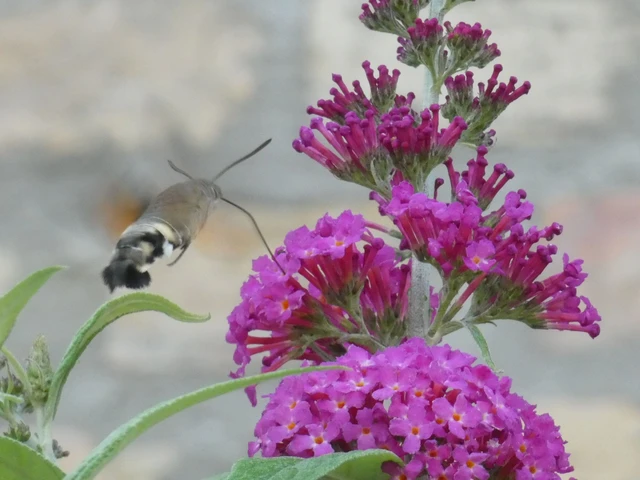Macroglossum stellatarum - kacsafarkú szender