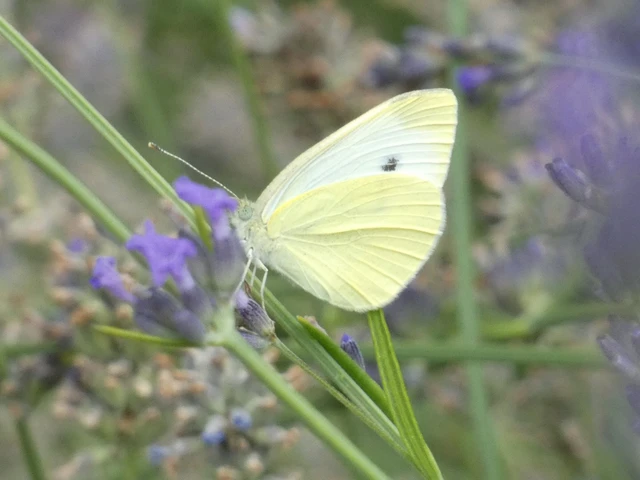 Pieris rapae - répalepke