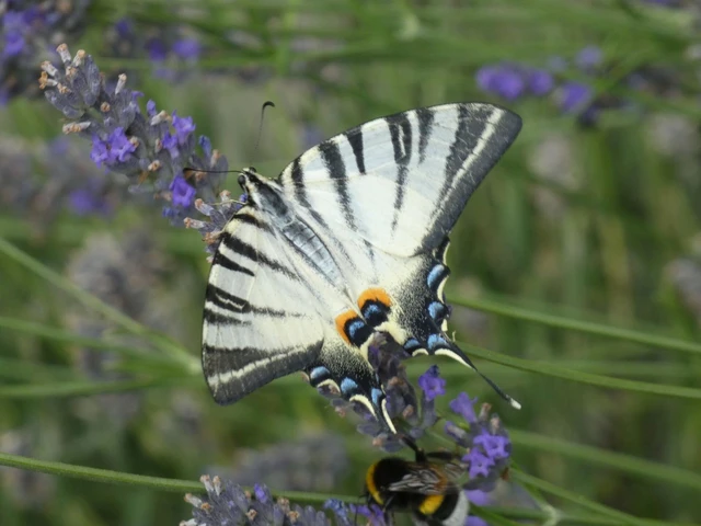 Iphiclides podalirius - kardoslepke