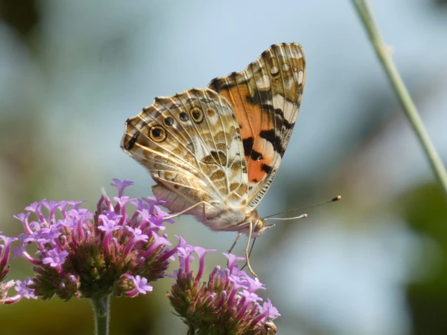 Vanessa cardui - bogáncslepke