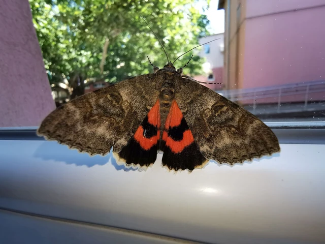 Catocala nupta - piros övesbagoly