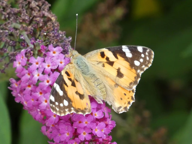 Vanessa cardui - bogáncslepke
