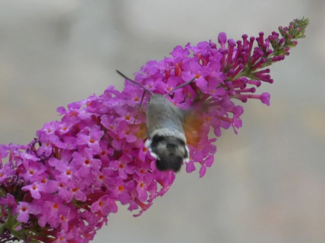 Macroglossum stellatarum - kacsafarkú szender