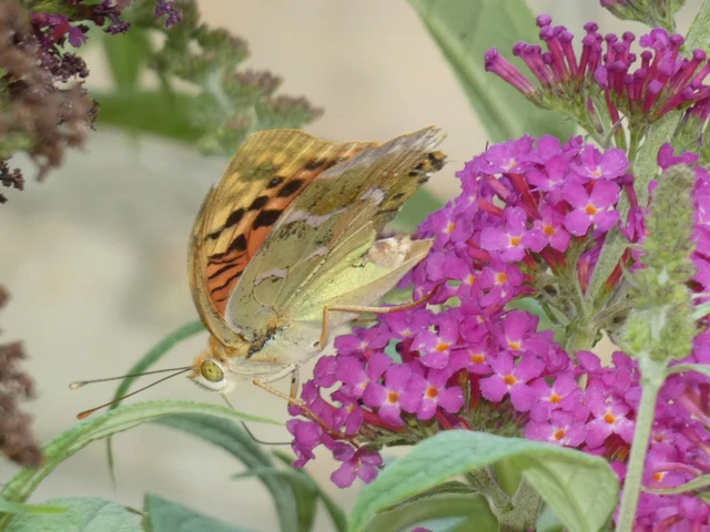 Argynnis pandora - zöldes gyöngyházlepke