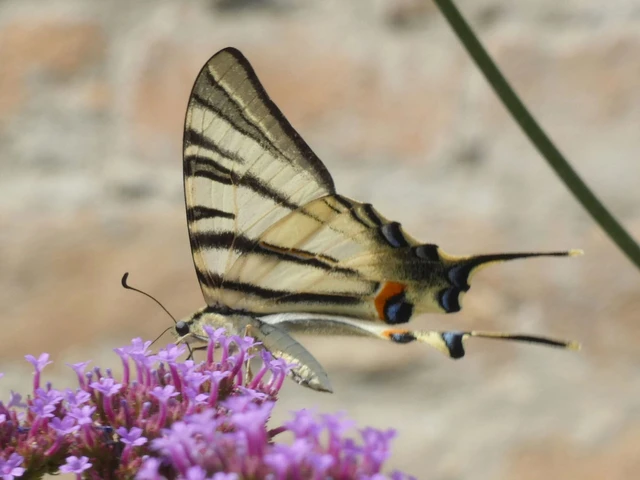 Iphiclides podalirius - kardoslepke