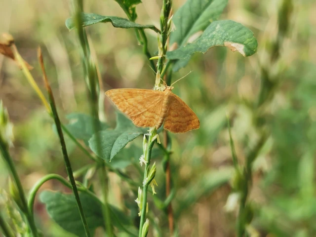 Idaea ochrata - okkerszínű sávosaraszoló