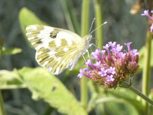 Pontia edusa - rezedalepke