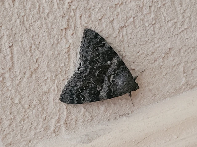 Catocala elocata - közönséges övesbagoly