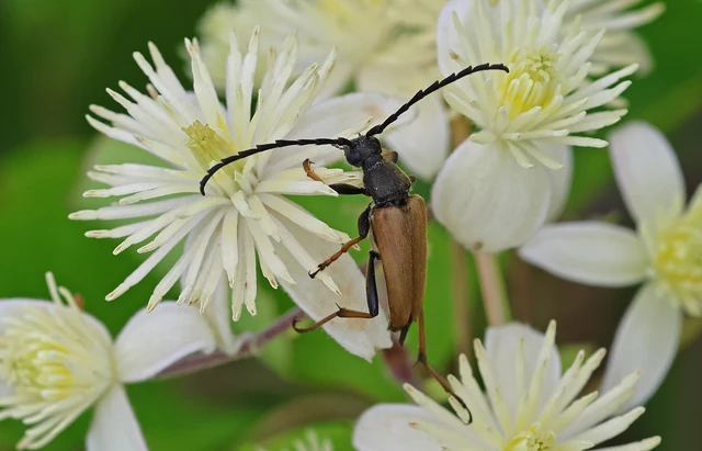 Stictoleptura rubra - vörös virágcincér