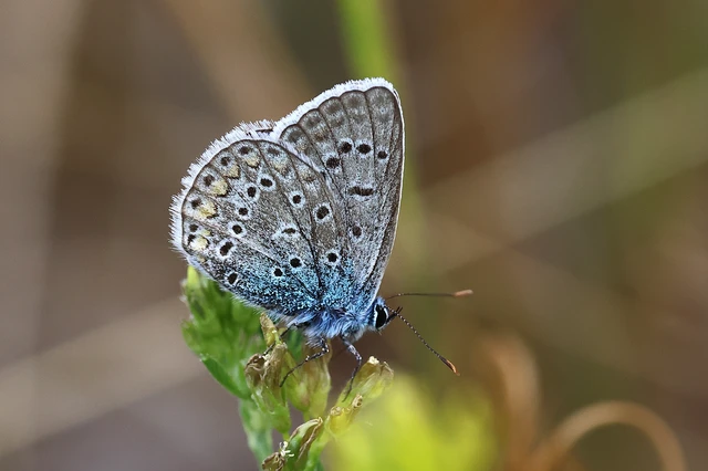 Polyommatus icarus - közönséges boglárka