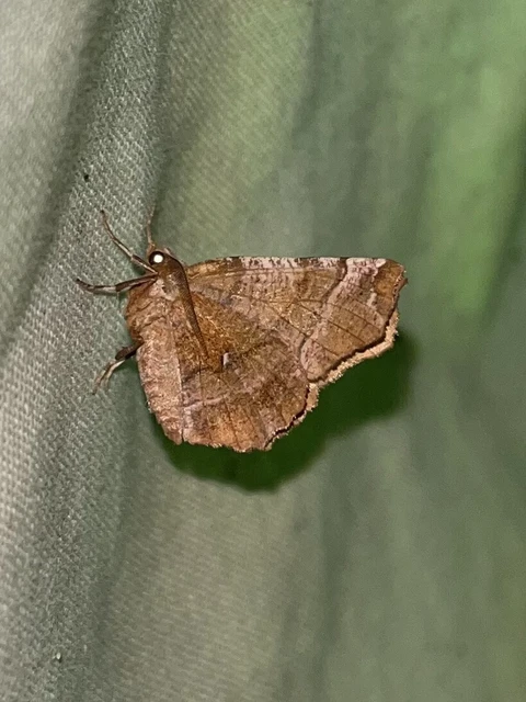 Selenia dentaria - kétfoltos holdasaraszoló