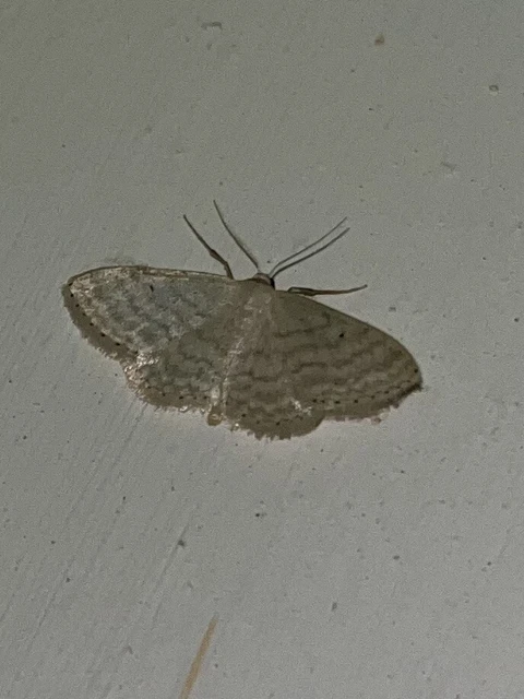 Idaea subsericeata - ötvonalas apróaraszoló
