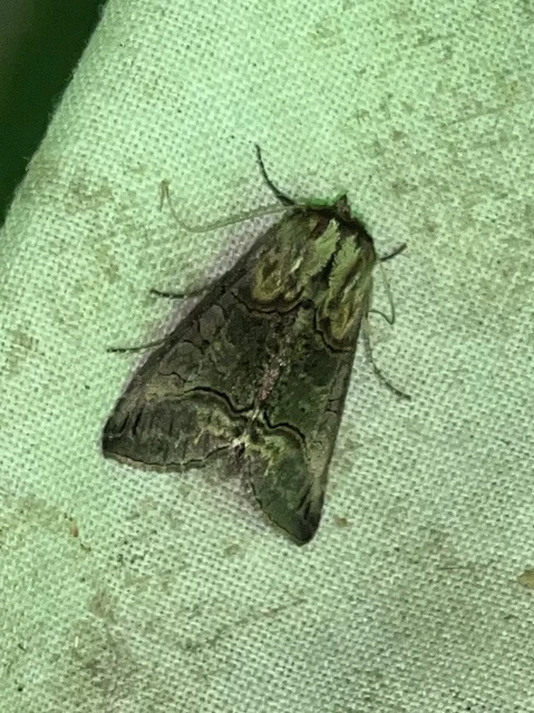 Abrostola triplasia - közönséges csalánbagoly
