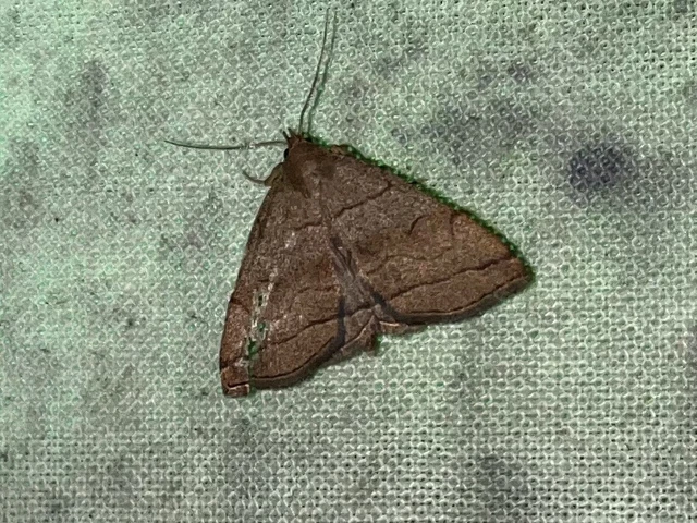Herminia tarsicrinalis - szőröslábú karcsúbagoly