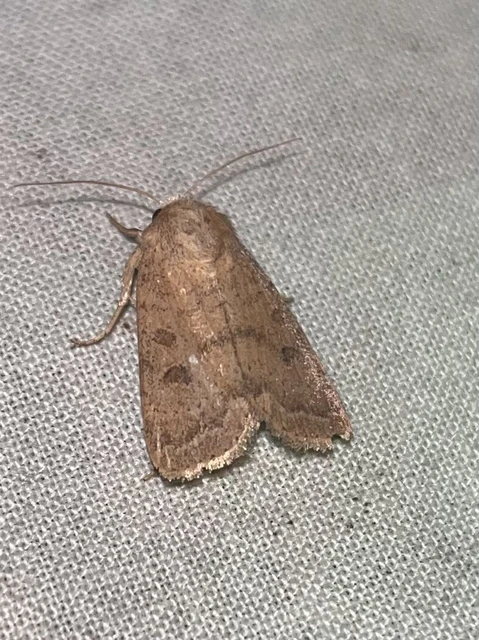 Hoplodrina octogenaria - barna selymesbagoly