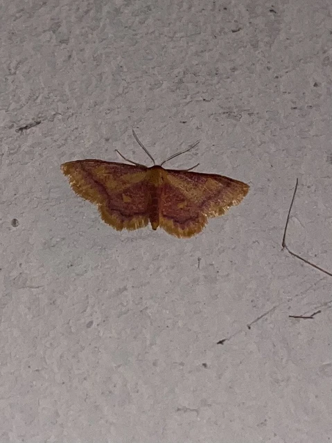 Idaea muricata - mocsári pirosaraszoló