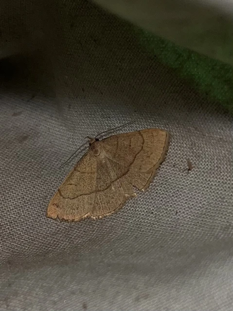 Paracolax tristalis - sárgás karcsúbagoly