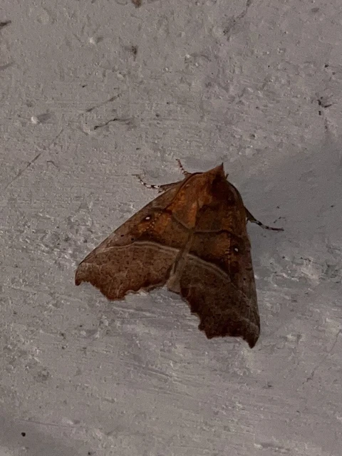 Scoliopteryx libatrix - vörös csipkésbagoly