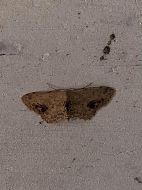 Idaea dimidiata - gyakori apróaraszoló