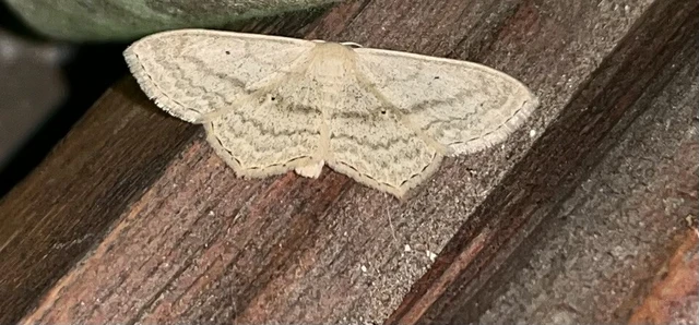 Scopula nigropunctata - feketepettyes araszoló