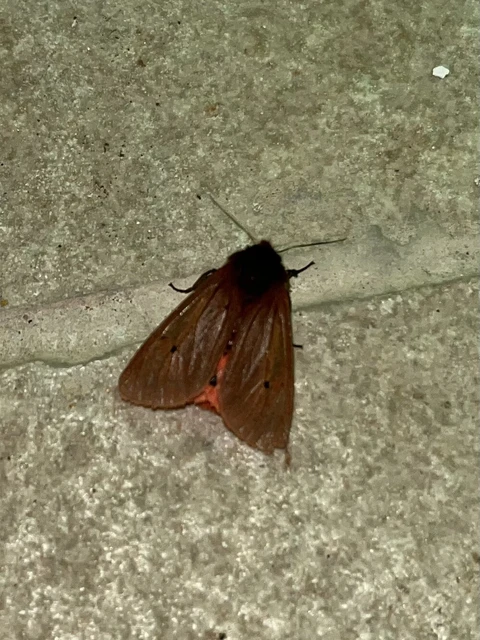 Phragmatobia fuliginosa - füstös medvelepke