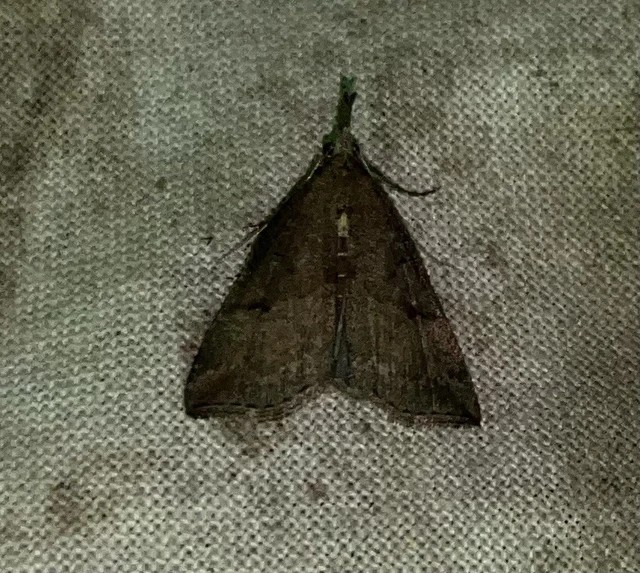 Hypena rostralis - közönséges karcsúbagoly