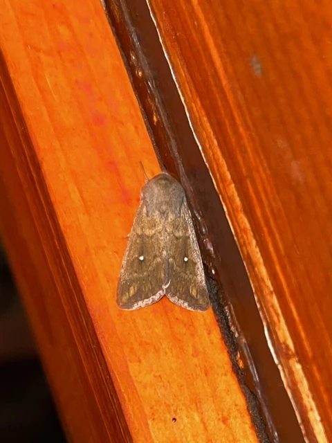 Mythimna albipuncta - fehérpettyes rétibagoly