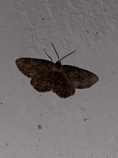 Ectropis crepuscularia - avararaszoló