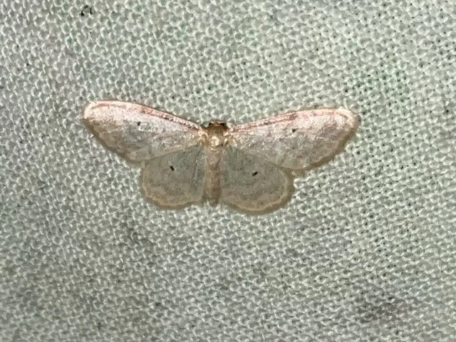 Idaea fuscovenosa - szürkeszélű apróaraszoló