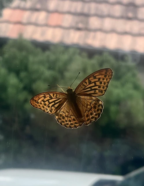Argynnis paphia - nagy gyöngyházlepke