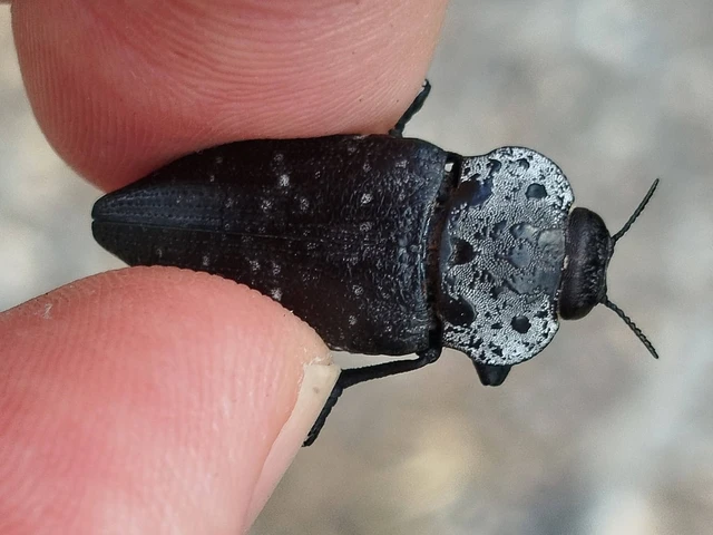 Capnodis tenebrionis - kökény-tükrösdíszbogár